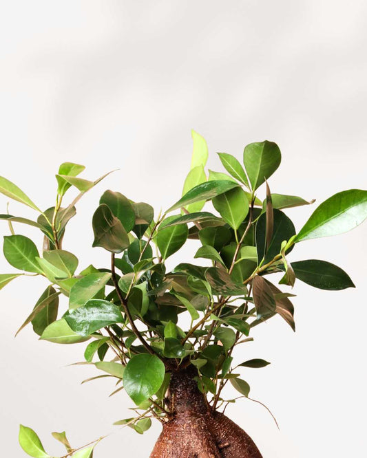Ficus Ginseng Bonsai 5" Pot - Small