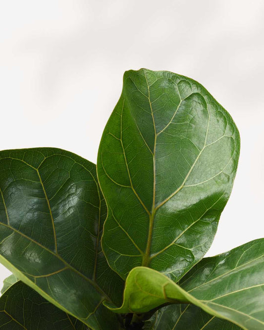 Dwarf Fiddle Leaf Fig 5" Pot - Medium
