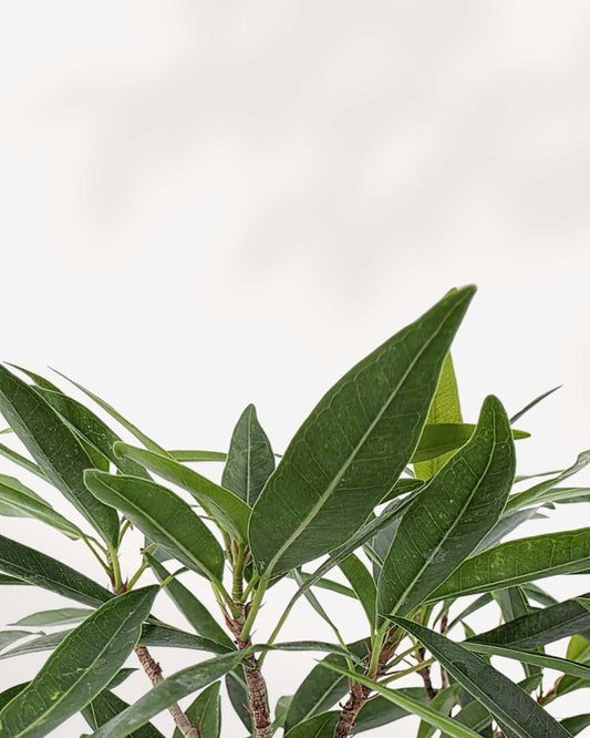 Ficus Willowleaf Bonsai | Buy Online Pro Tip and Care Guide - Delivery from Toronto across Canada - Mygreenscape