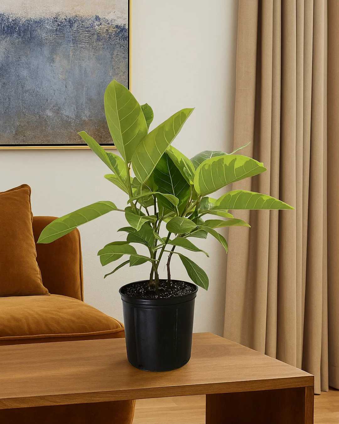 Ficus Altissima Yellow Gem