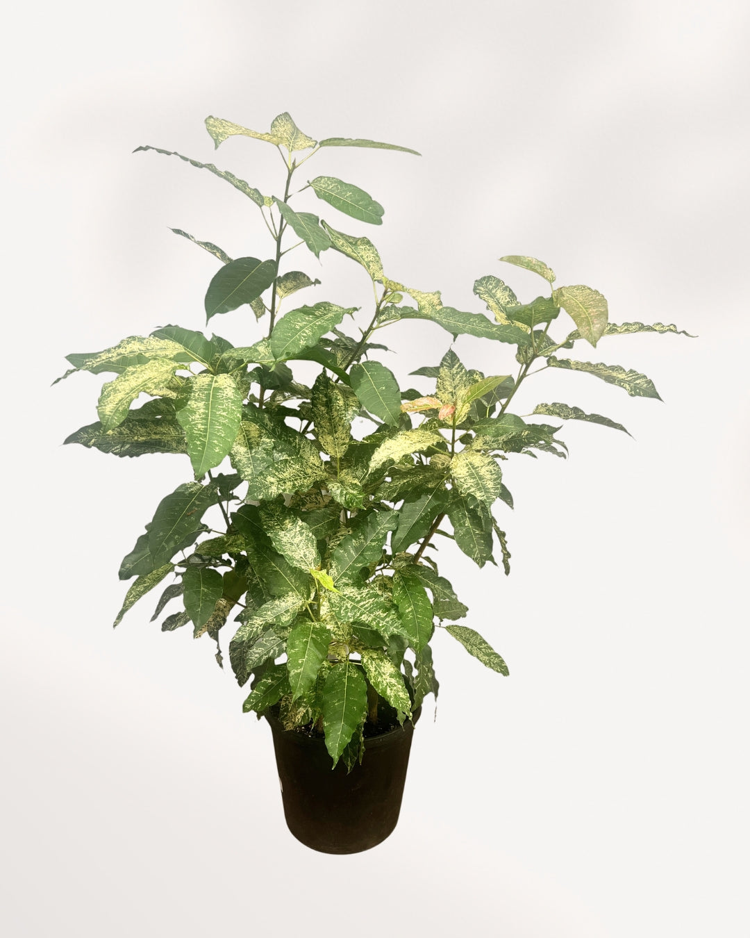 Ficus Aspera Variegata