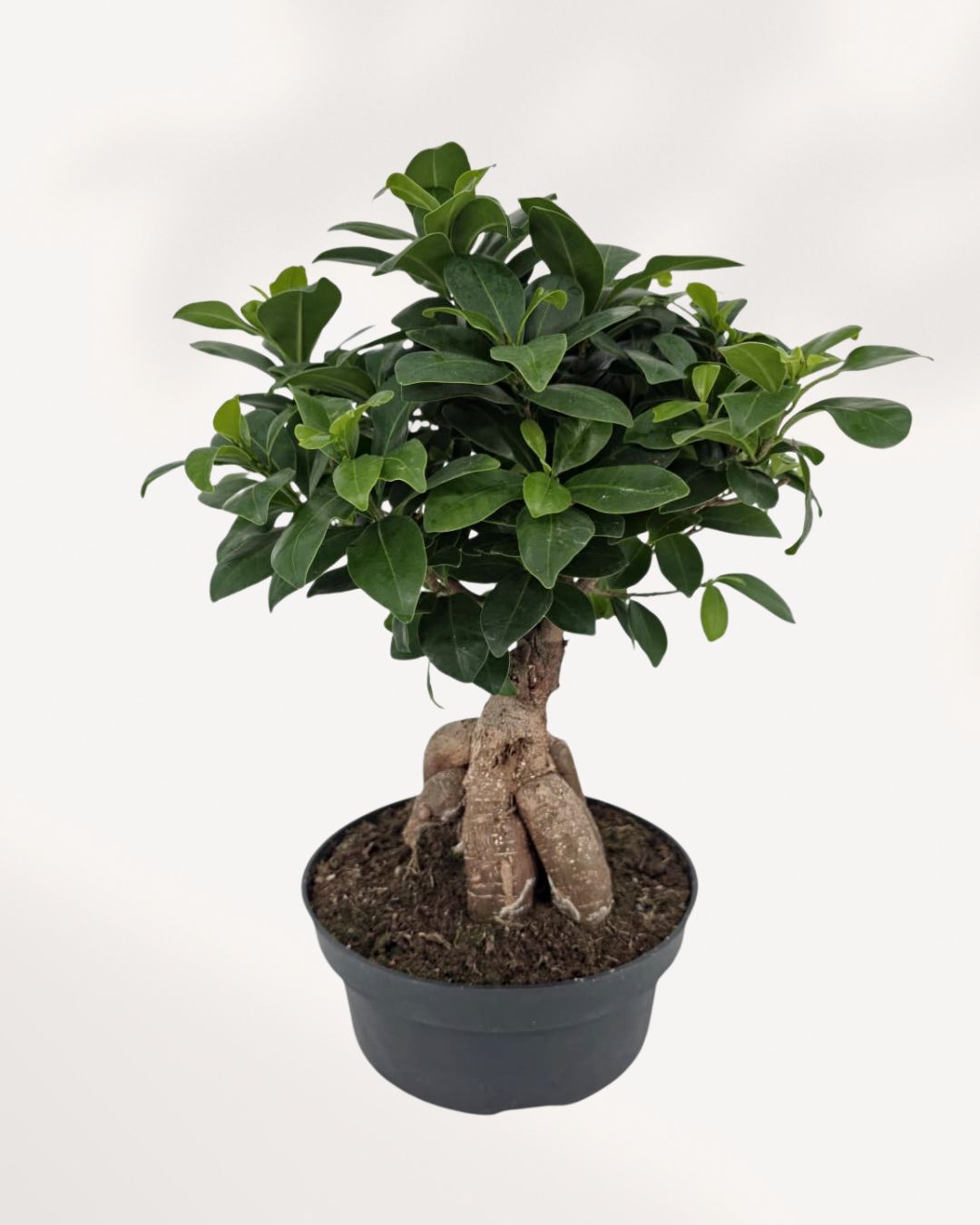 Ficus Ginseng Bonsai