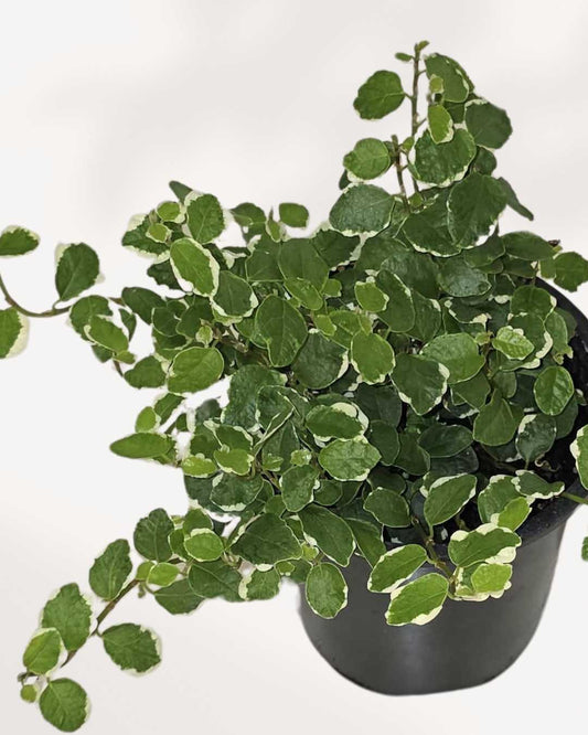 Ficus Repens 4" Pot - Small