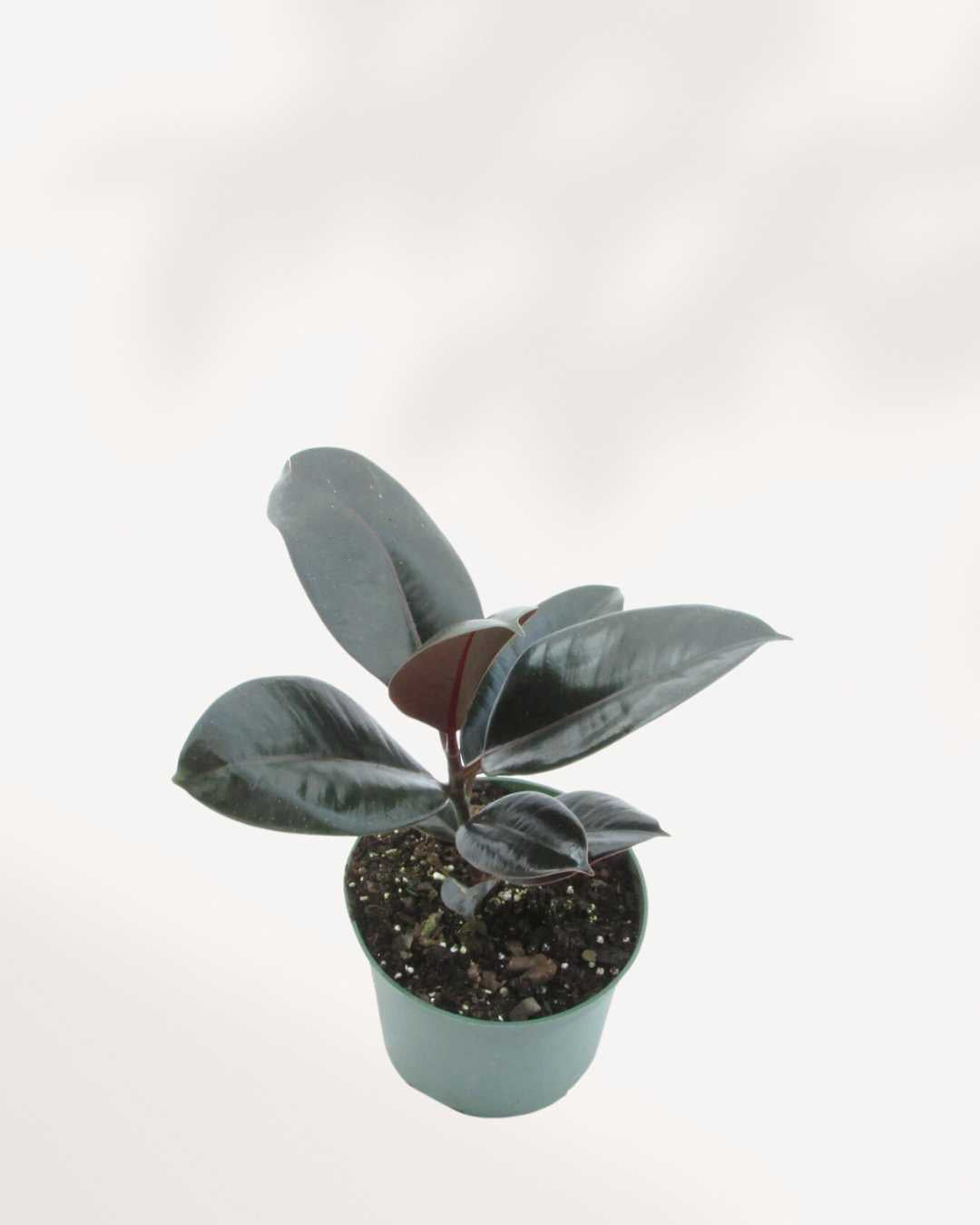 Ficus Elastica 'Burgundy 6" Pot - Medium