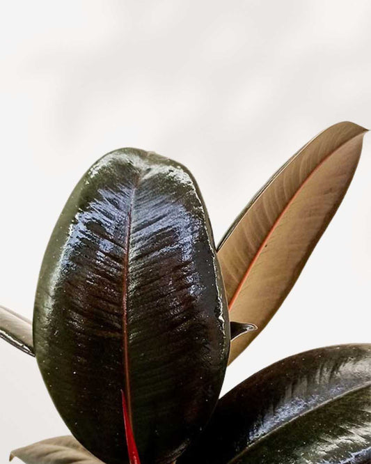 Ficus Elastica 'Burgundy 4" Pot - Small