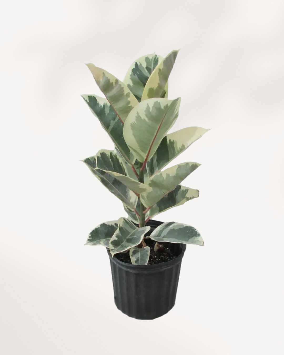 Ficus, Rubber Plant Tineke 8” Pot - Large
