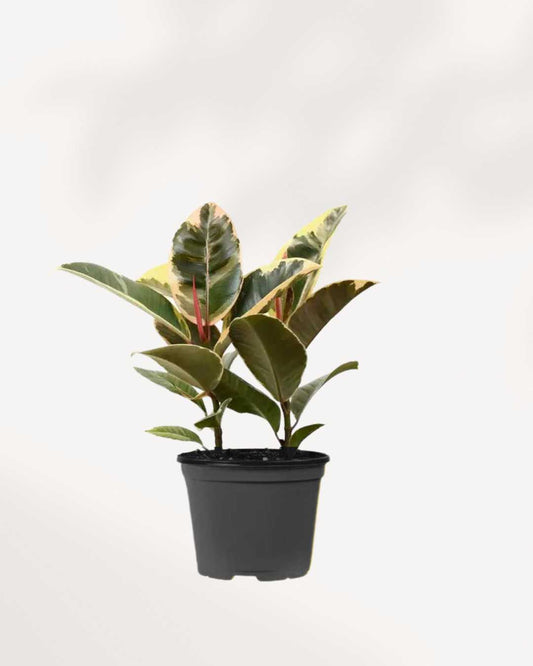 Ficus, Rubber Plant Tineke 4" Pot - Small