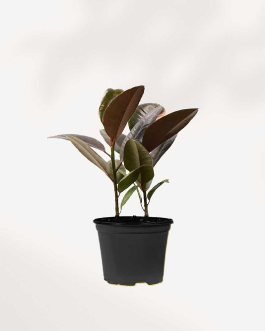 Ficus, Rubber Plant Ruby Red - Ficus elastica 4" Pot - Small