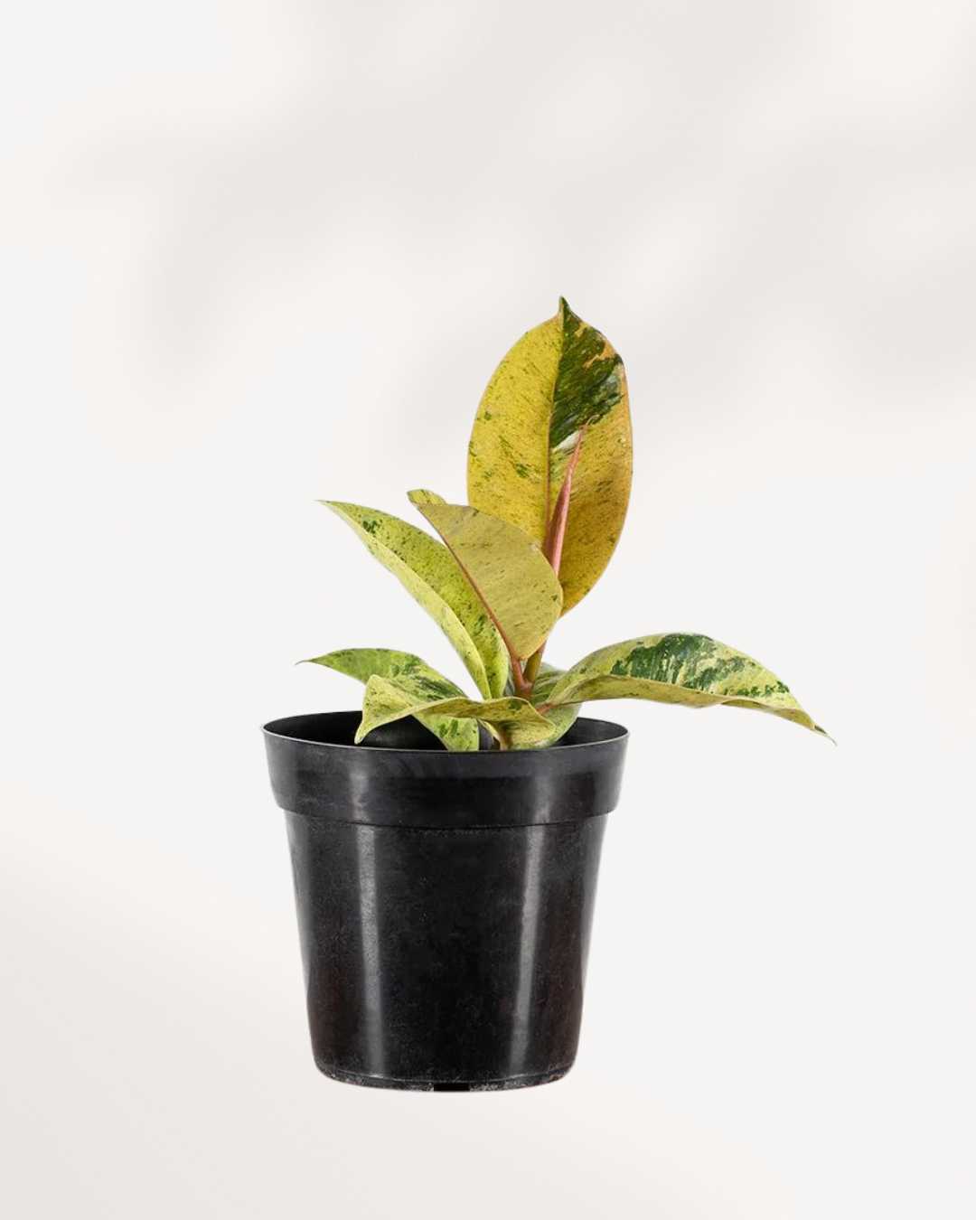 Ficus Shivereana Moonshine 3.5" Pot - Small