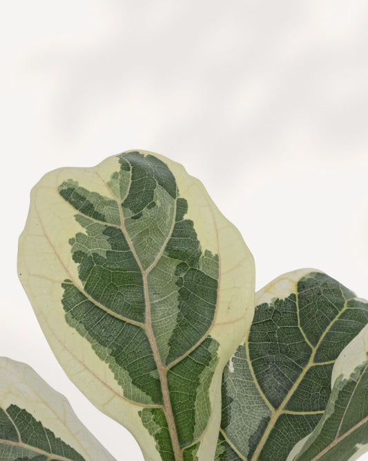 Variegated Fiddle Leaf Fig in 4 inch black nursery pot, front top angle showing multiple large violin-shaped leaves with bold cream and green marbled variegation, rare Ficus lyrata houseplant Canada