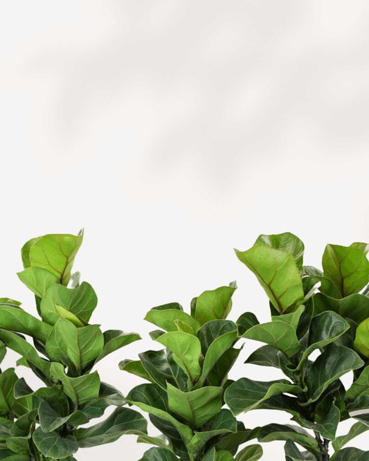 Fiddle Leaf Fig | Buy Online 