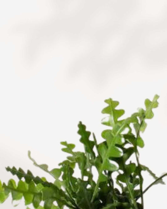 Fishbone Cactus 2.5" Pot - XSmall