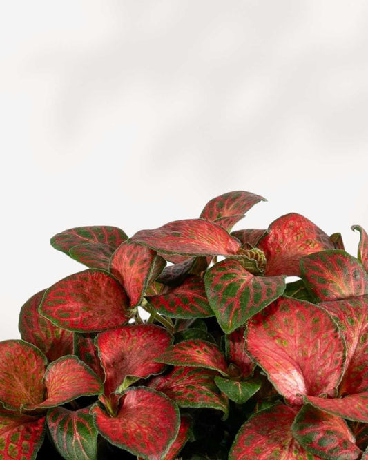 Fittonia Red Cloud 3.5" Pot - Small