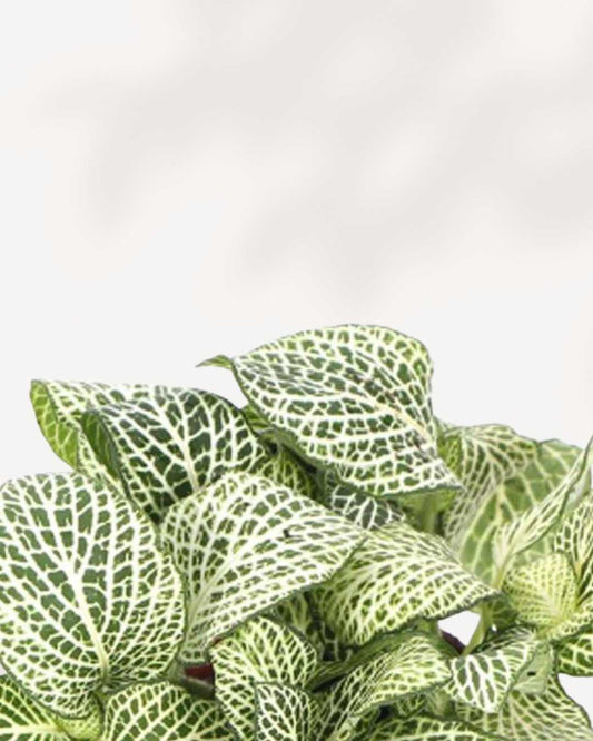 Fittonia White Anne 3.5" Pot - Small