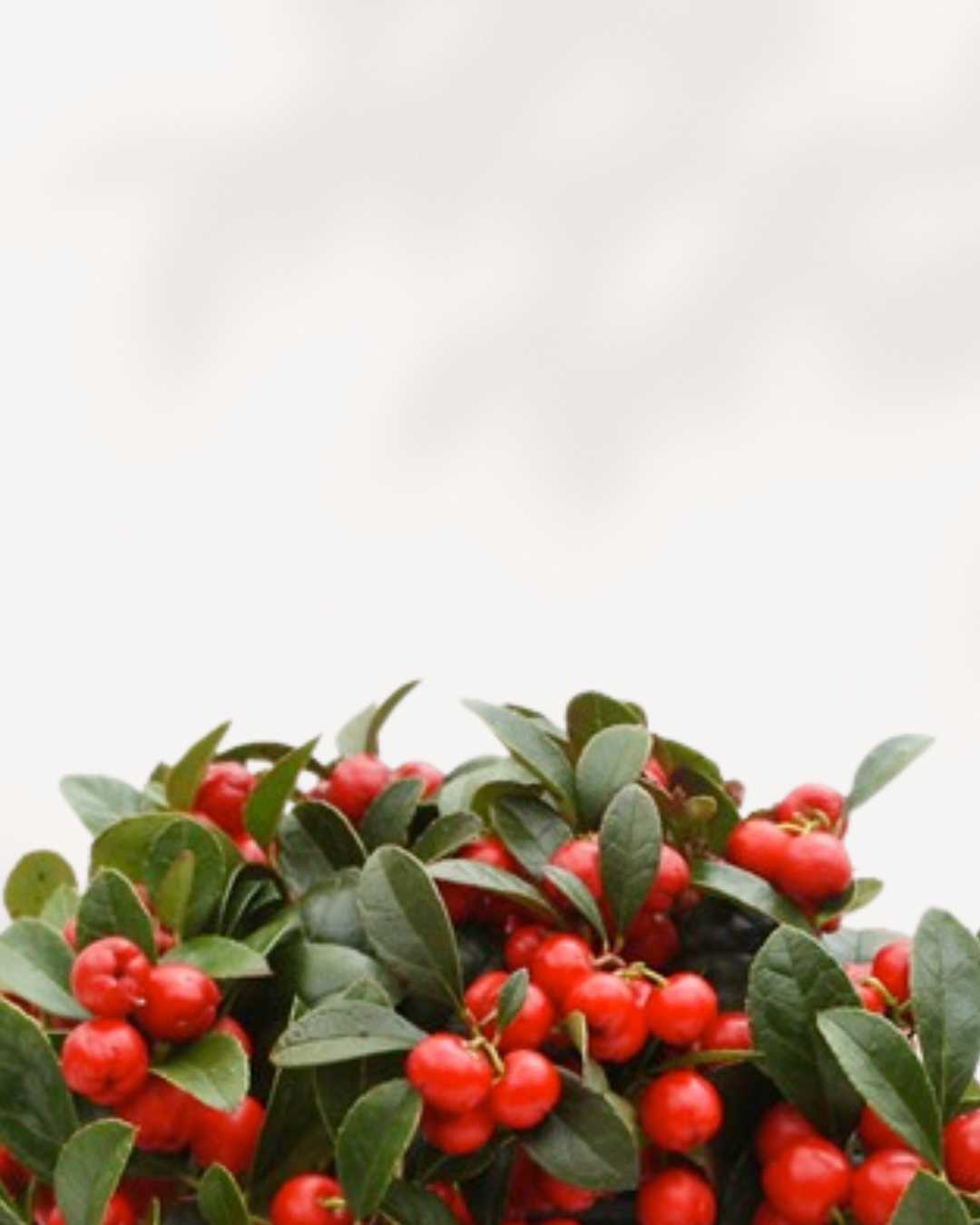 Winter Berry' Gaultheria Procumbens