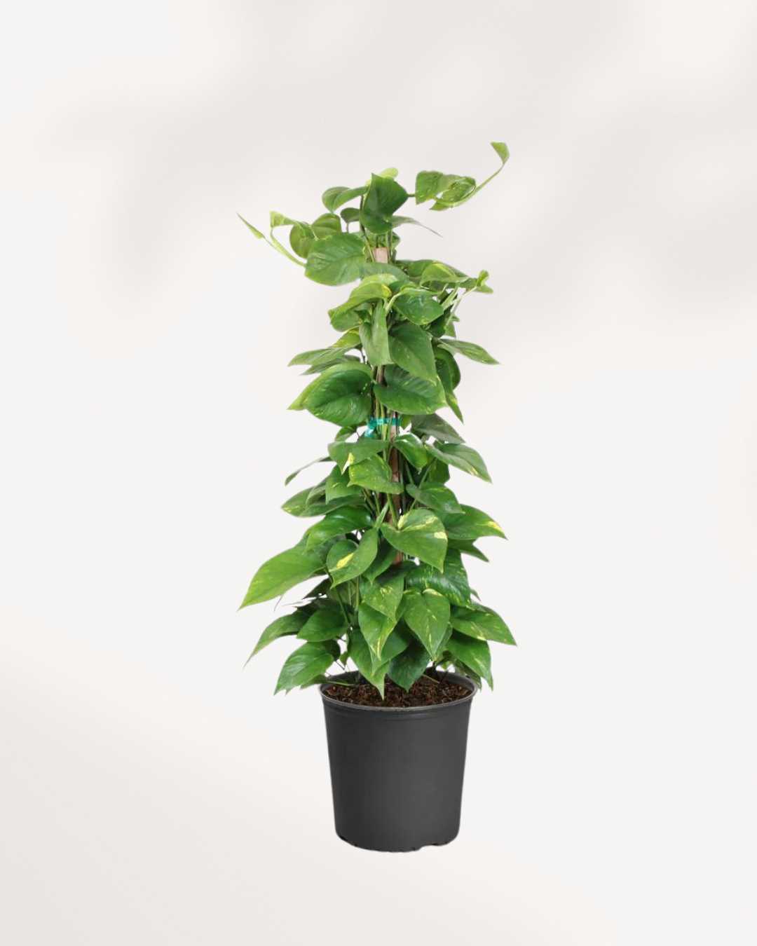 Pothos Golden - Epipremnum Aureum Golden 6" Pot - Totem
