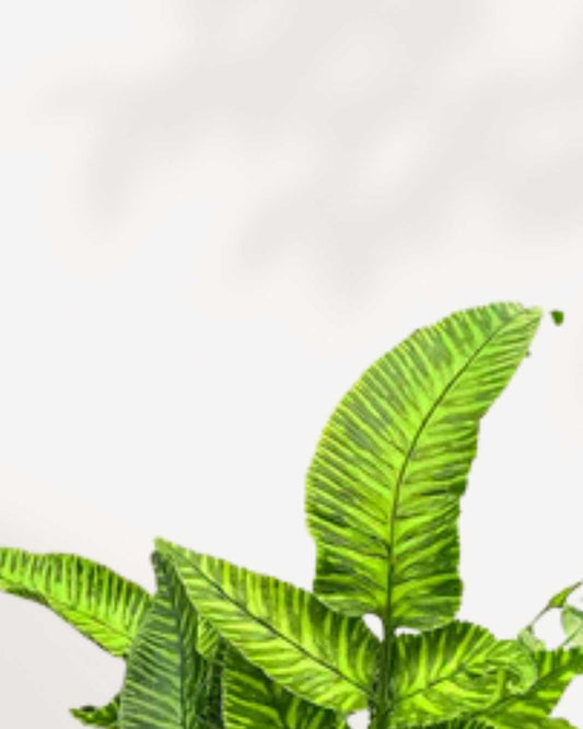 Golden Zebra Bamboo Fern 4" Pot - Small