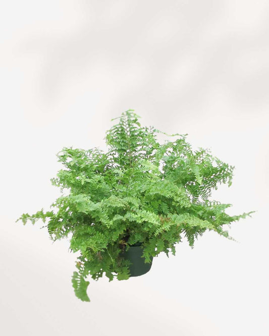 Green Fantasy Fern 3.5" Pot - Small