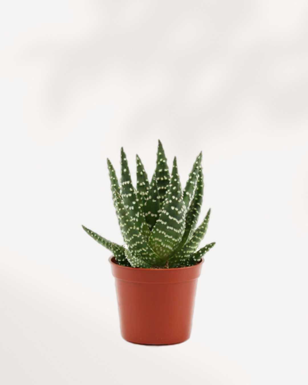 mystery succulent Haworthia Succulent Mystery Box | Easy-Care Plants | Mygreenscape
