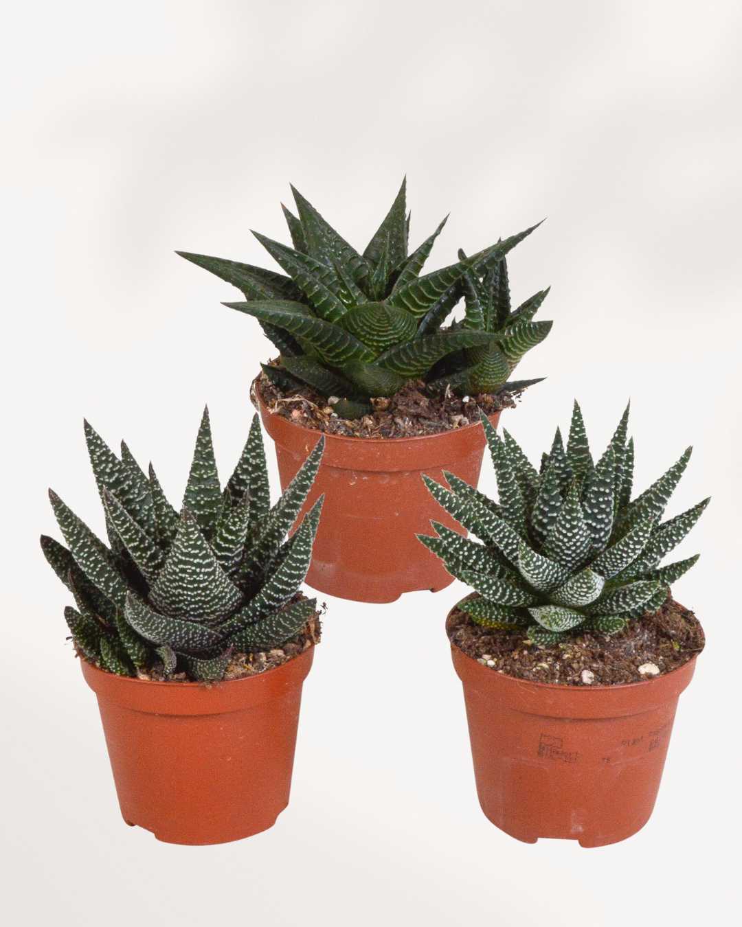 Haworthia Succulent Mystery Box Triple Pack