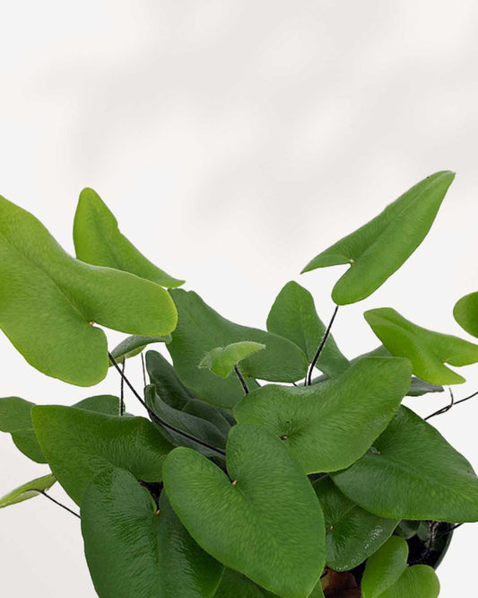 Hemionitis Arifolia | Heart Fern 3.5" Pot - Small
