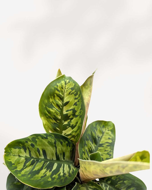 Homalomena Camouflage 3.5" Pot - Medium