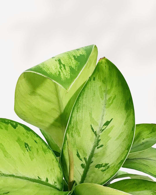 Homalomena Selby 6" Pot - Medium