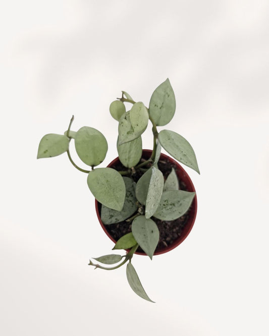 Hoya Arctic trailing houseplant with thick waxy leaves and silvery frost tones, healthy rooted plant available across Canada and Richmond Hill GTA