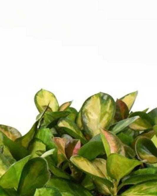 Hoya Australis Lisa 2.5" Pot - XSmall