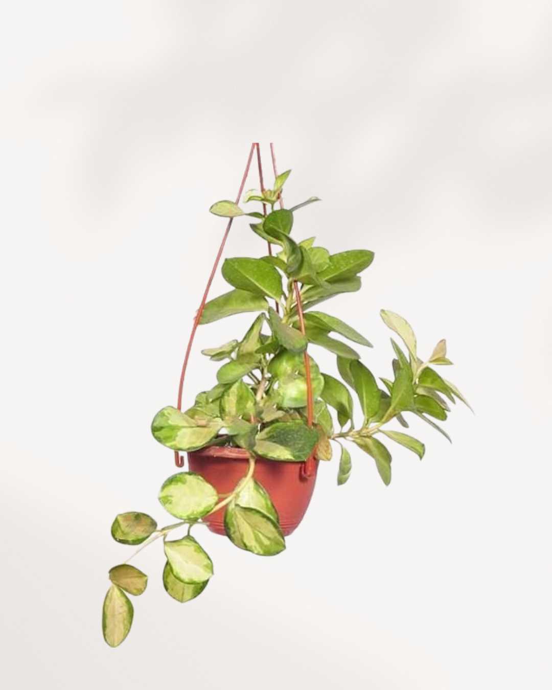 Hoya Australis Lisa 5" - Hanging Basket