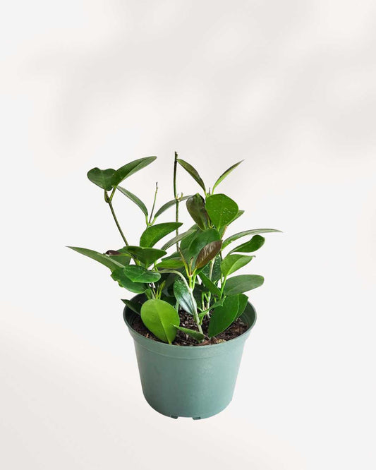 Hoya Australis 2.5” Pot - Small