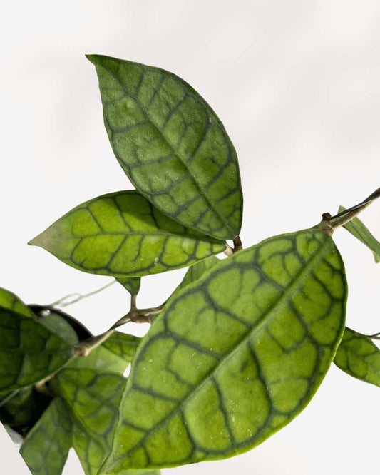 Hoya Callistophylla 4" Pot - Small