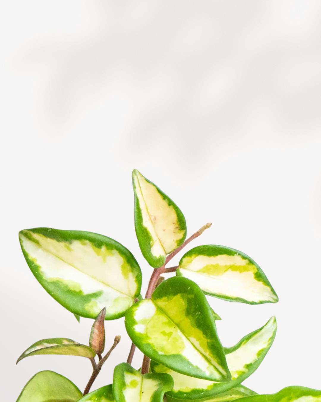 Hoya Carnosa Krimson Princess