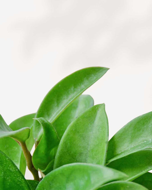 Hoya Carnosa 4.5 Pot - Small