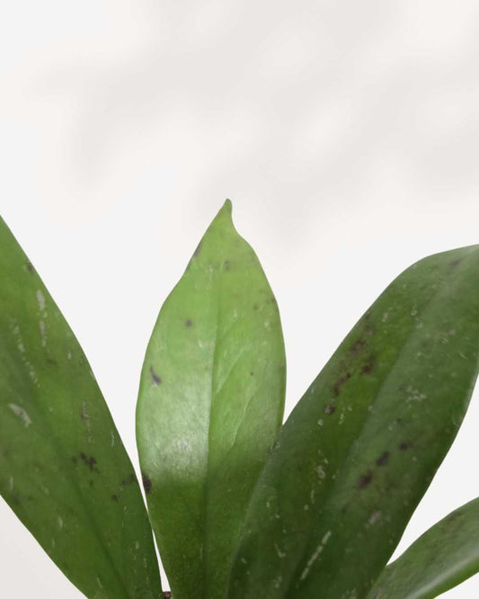 Hoya Davidcummingii 2.5" Pot - XSmall