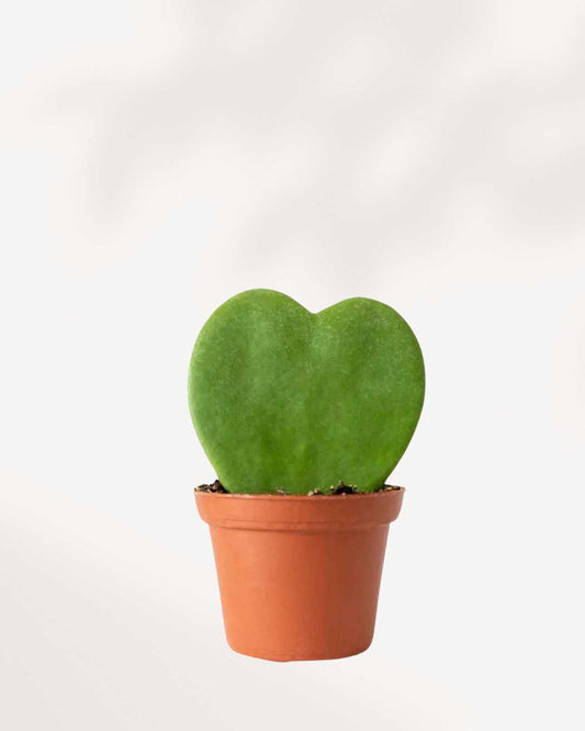 Hoya Kerrii Heart - Sweetheart Plant 2.5" Pot - X-Small Varigated
