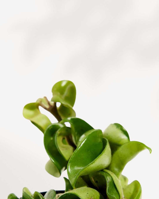 Hoya Compacta 'Hindu Rope 2.5" Pot - XSmall