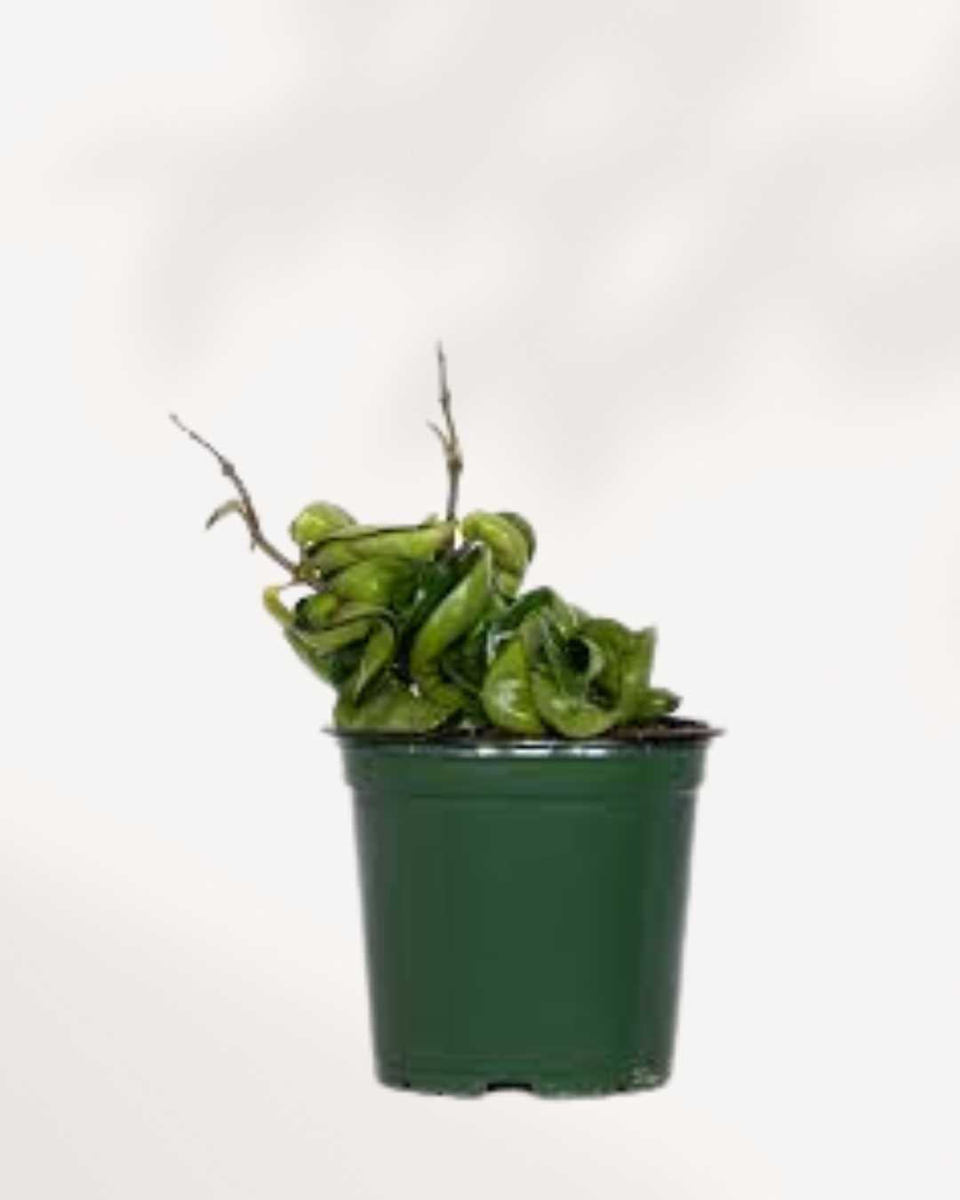 Hoya Compacta 'Hindu Rope 3.5" Pot - Small