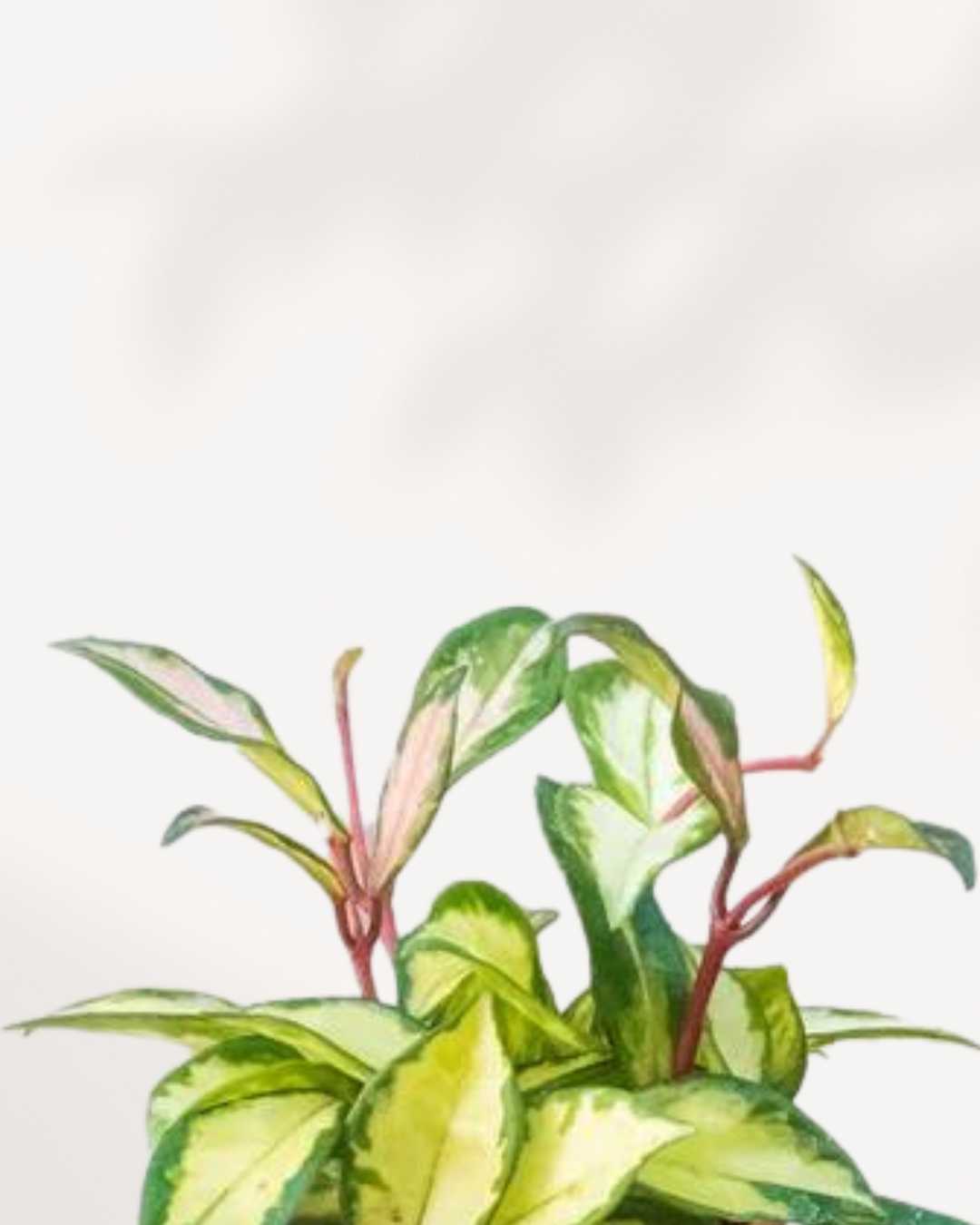 Hoya Krimson Princess