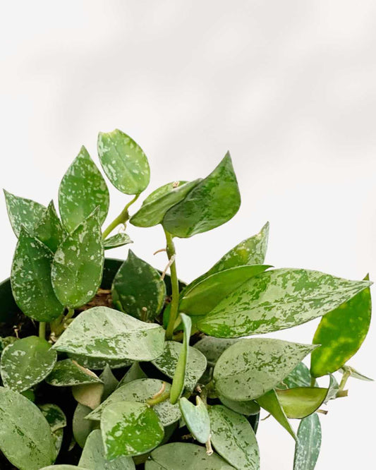 Hoya Krohniana Silver 3.5" Pot - Small