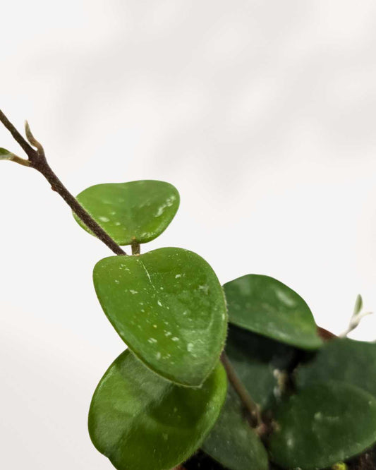 Hoya Mathilde plant, showcasing its compact, trailing vines with small, fuzzy green leaves, in a simple hanging nursery pot