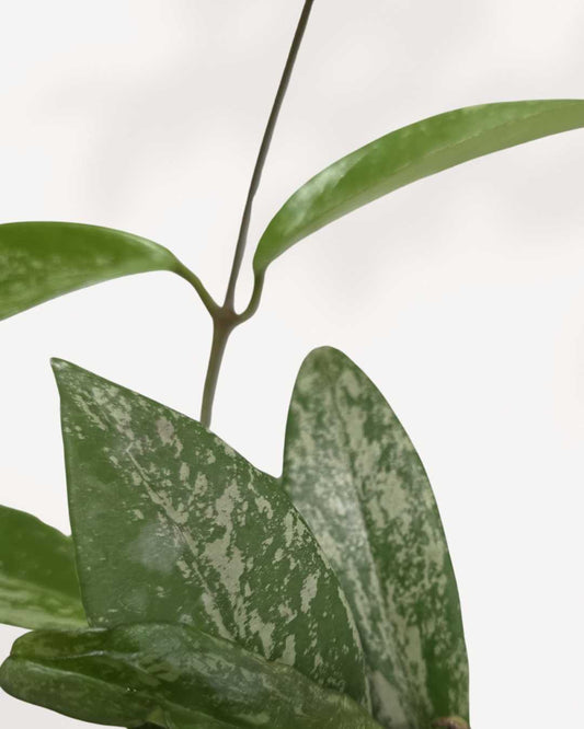 Hoya Pubicalyx Silver Splash 2.5" Pot - XSmall