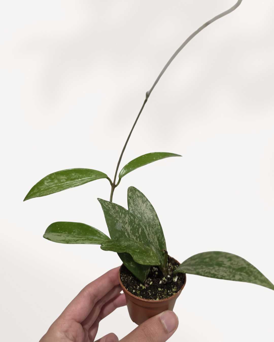 Hoya Pubicalyx Silver Splash