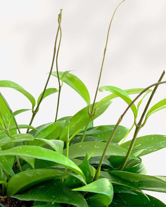 Hoya Pubicalyx 2.5" Pot - XSmall