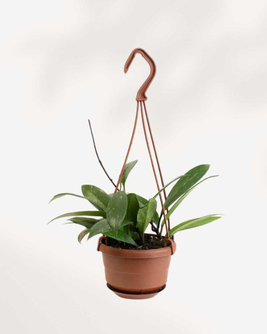 Hoya Pubicalyx Hanging Basket | Buy Online