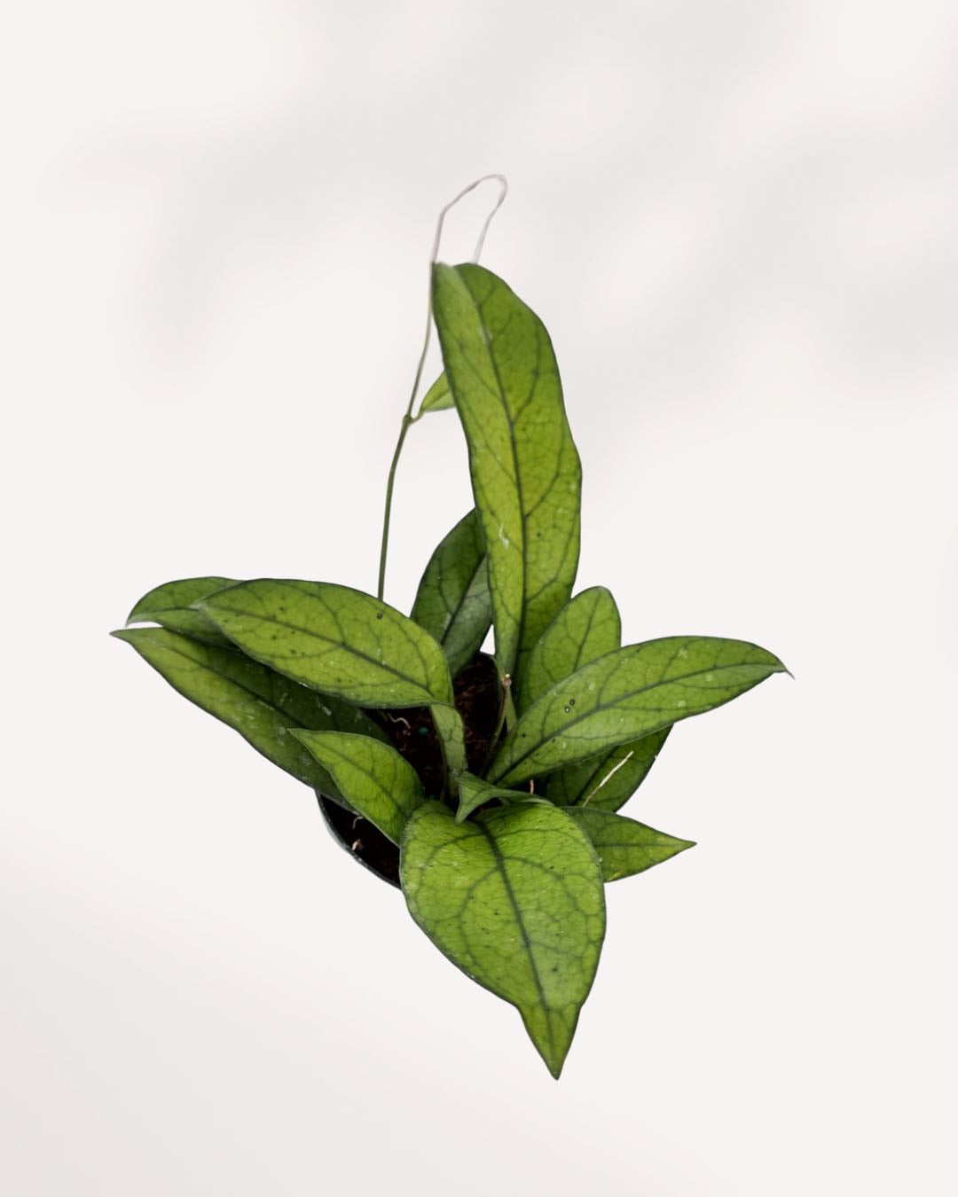 Hoya Crassipetiolata | Buy Online