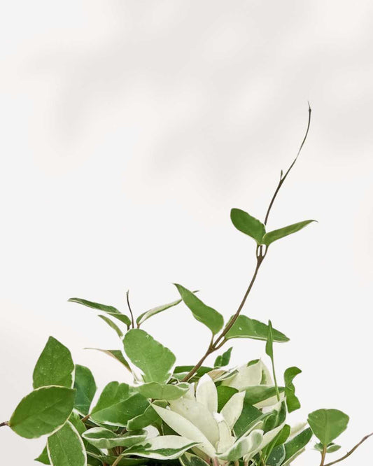 Hoya Krimson Queen 2.5" Pot - Small