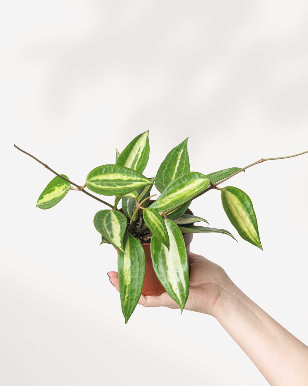 Hoya Macrophylla Variegata