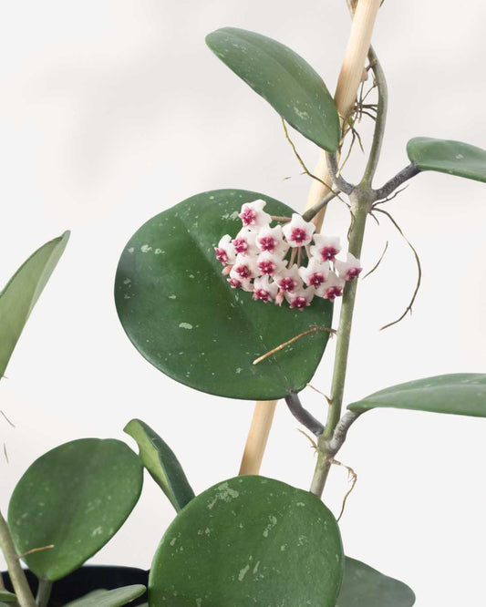 Hoya Obovata 5" Pot - Small