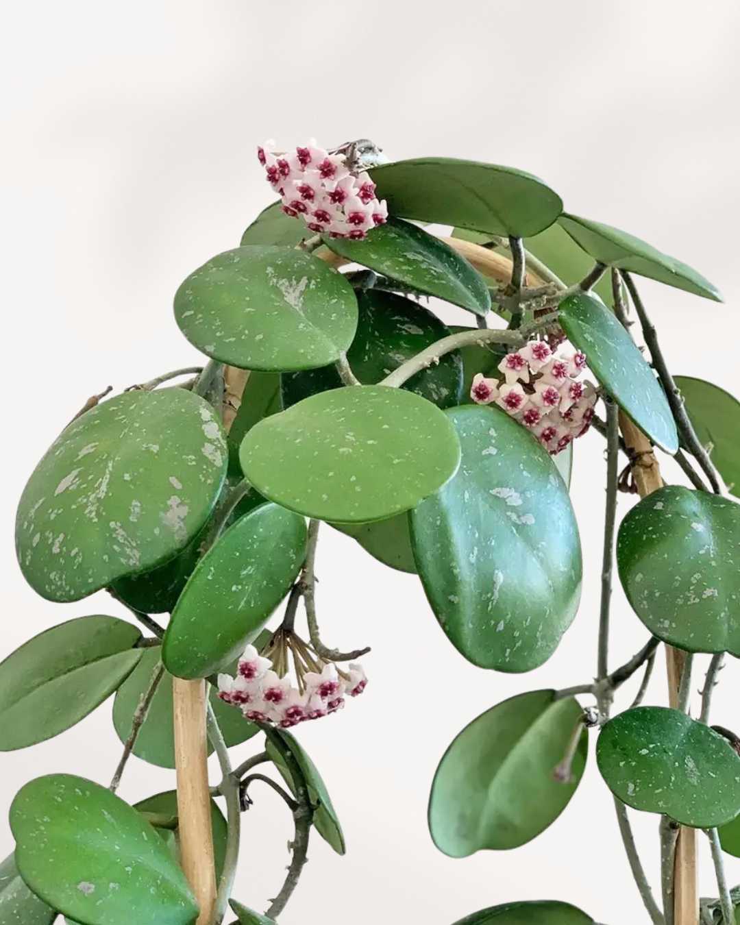 Hoya Obovata